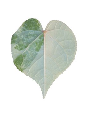 Bir Thespesia Populnea varyasyonlu yaprağına yakın çekim