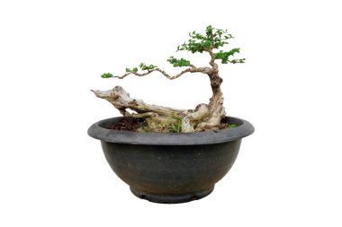 Premna ağacı beyaz arkaplanda bonsai 'ye işlenmiyor 