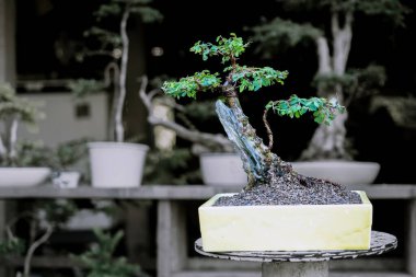 Bonsai yapımında kullanılan seramik kaplarda Phyllodium pulchellum.