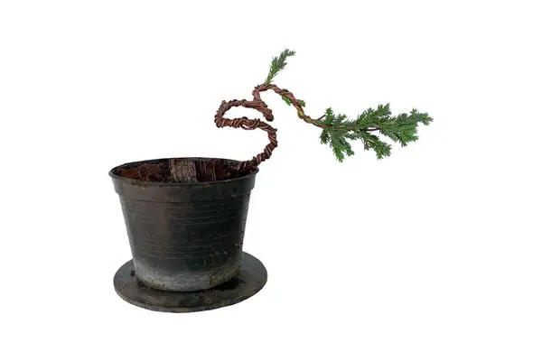 Ardıç ağaçları bonsai oluşturmak için serbest şekillerde bükülür.