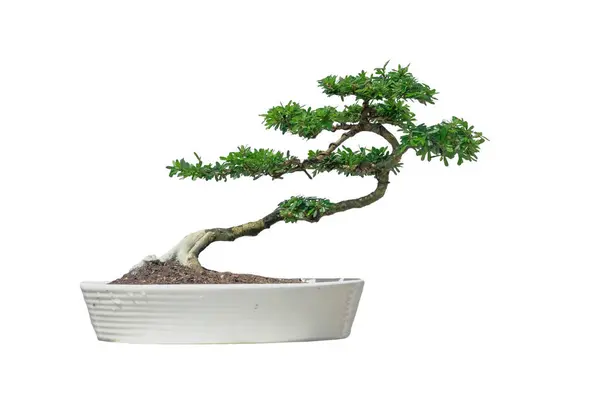 Linh sam bonsai ağacı beyaz seramik kapta.