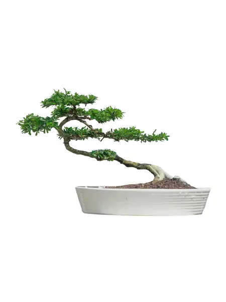 Linh sam bonsai ağacı beyaz seramik kapta.