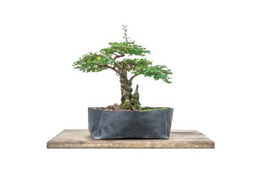 Bonsai yapımında kullanılan plastik kaptaki Phyllodium pulchellum..
