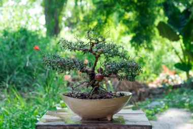 Cüce nar ağacı Bonsai yap ve güzel meyveler çıkar.