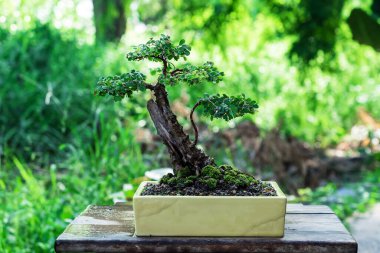 Bonsai yapımında kullanılan plastik kaptaki Phyllodium pulchellum..