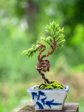 Küçük bir ardıç doğada serbest bir bonsai haline gelir.