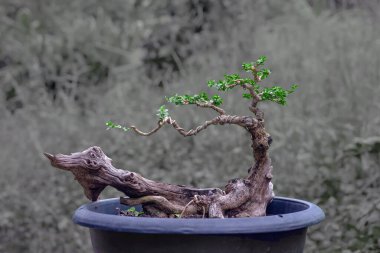 Premna ağacı bir bonsai yaratma aşamasında.