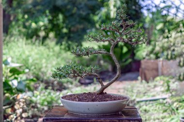 Linh sam, Seramik Po 'da küçük bir bonsai ağacı.