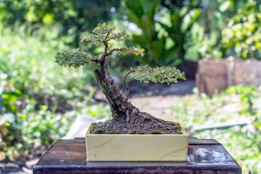Bonsai yapımında kullanılan seramik kaptaki Phyllodium pulchellum..