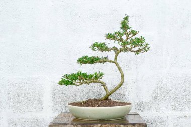 Linh sam, Seramik Po 'da küçük bir bonsai ağacı.