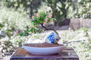 Seramik Po 'da bedava orm Cüce Kiraz Bonsai