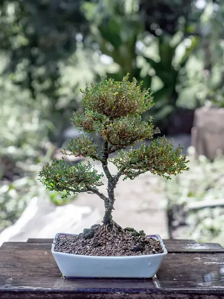 Bonsai yapımında kullanılan seramik kaplarda Phyllodium pulchellum.