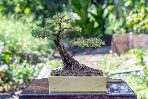 Bonsai yapımında kullanılan seramik kaptaki Phyllodium pulchellum..