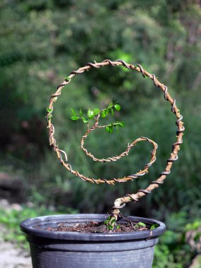 Sam Nui, plastik kaptaki antidesma acidum ağacı bonsai yapımında kullanılır..