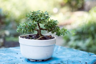 Küçük Linh sam, seramik çömlekte küçük bir bonsai ağacı