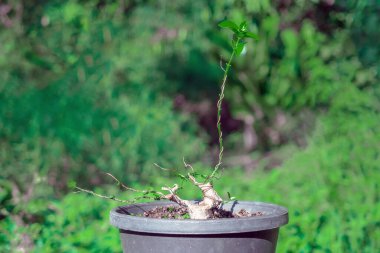 Premna Tayvan bonsai yaratma sürecinde.