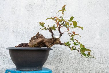 Ficus benghalensis ağacı bir bonsai yaratma sürecinde..