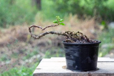 Serbest Orm Cüce kiraz bonsai bonsai oluşturma sürecinde