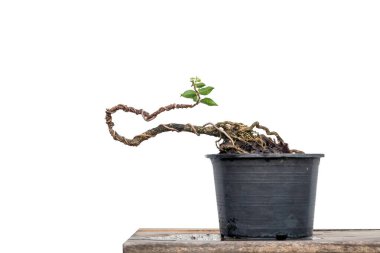 Serbest Orm Cüce kiraz bonsai bonsai oluşturma sürecinde