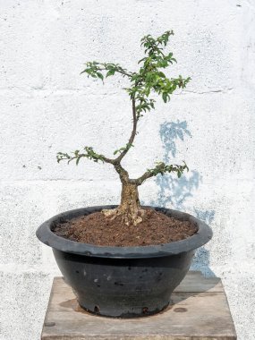  Cüce kiraz ağacı bonsai oluşturmak için hazırlanıyor