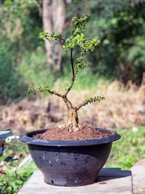  Cüce kiraz ağacı bonsai oluşturmak için hazırlanıyor