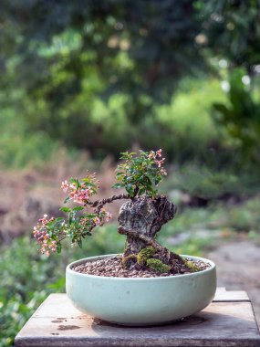 Üzerinde çiçek olan acerola kiraz minicik bonsai ağacı.