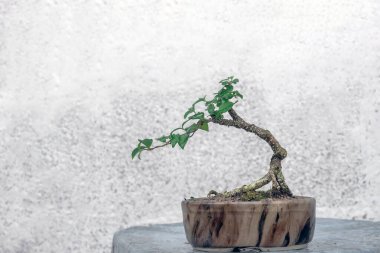 Ücretsiz Orm Cüce kiraz bonsai için işlenemedi 