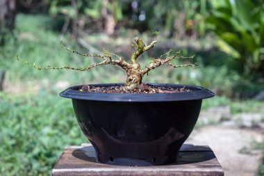 Linh Sam ağacındaki tüm yaprakları kaldırın ve bir bonsai yapmak için dalların yapısını düzenleyin..