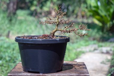 Linh Sam ağacındaki tüm yaprakları kaldırın ve bir bonsai yapmak için dalların yapısını düzenleyin..