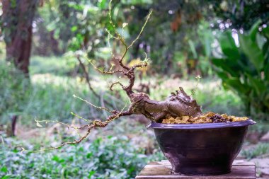 Ficus benghalensis ağacı, bir bonsai oluşturma sürecinde dalların yapısını ortaya çıkarmak için kaldırılır.