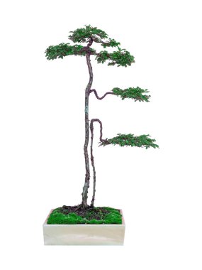 Beyaz arka planda bonsa.on oluşturmak için kullanılan plastik kaptaki Phyllodium pulchellum