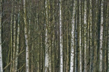 Yoğun ağaçların görüntüsünü kapat