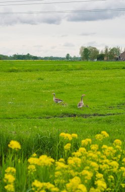 Bir kaz sürüsü ve bir tarla