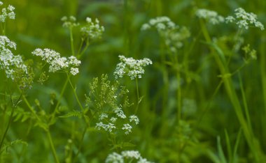 Çayırdaki yabani otlar