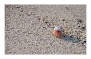 beyaz kum arka planında deniz kabukları
