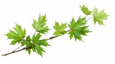 A close-up of vibrant green maple leaves on a branch, symbolizing growth, renewal, and the beauty of nature clipart