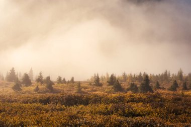 Güzel sonbahar vahşi doğası ve sisli bir sabah taşra milli parkında