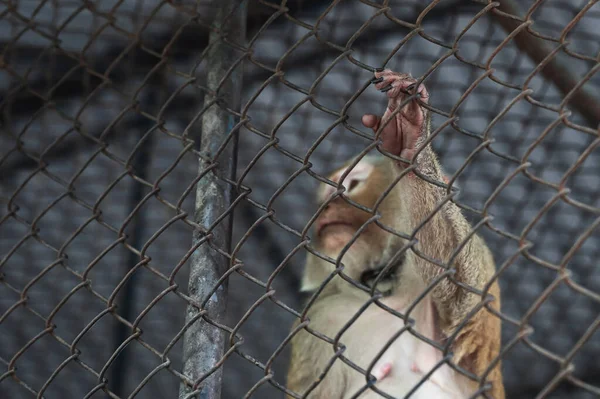 Pigtail Macaque Monkey Stress Lonely Cage — Stock Photo, Image