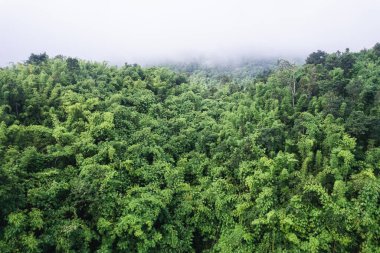 Ulusal Park 'ta sabah tropikal yağmur ormanları ve sisli manzaralar