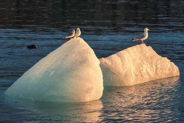 Manada Gaviotas Posadas Iceberg Que Derrite Con Focas Nadando Por —  Fotos de Stock