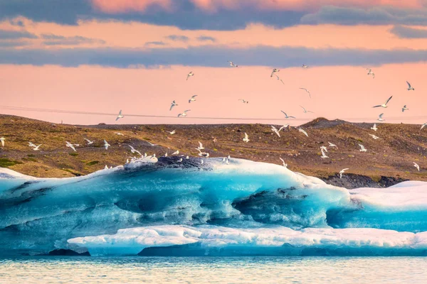 Зграя Птахів Літає Над Блакитним Айсбергом Плаває Льодовиковій Лагуні Ввечері — стокове фото