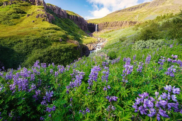 Piękny Krajobraz Wodospadu Budararfoss Płynący Purpurowym Kwiatem Łubinu Kwitnącym Dolinie — Zdjęcie stockowe