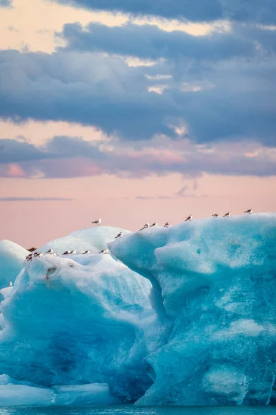 Bandada Aves Posadas Iceberg Azul Flotando Laguna Glacial Por Noche —  Fotos de Stock