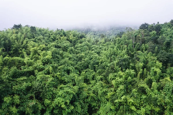 stock image Scenery of abundance tropical rainforest and foggy in the morning at national park