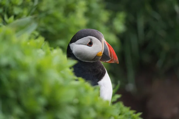Lovely Atlantic Puffin bird or Fratercula Arctica living on the cliff fjord by coastline in north atlantic ocean on summer in Iceland