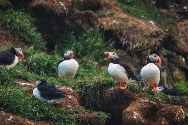 Flock of cute Atlantic puffin bird or Fratercula Arctica living on the cliff by coastline in north atlantic ocean during summer at Borgarfjardarhofn, eastern of Iceland
