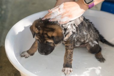 Hand of groomer bathing, shower, grooming with shampoo a cute brown puppy in basin 