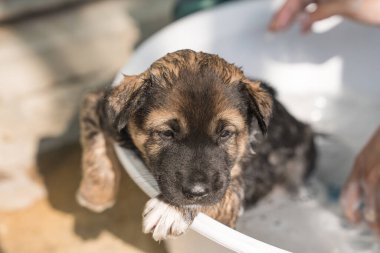 Hand of groomer bathing, shower, grooming with shampoo a cute brown puppy in basin 