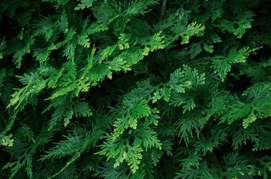 Moody tropical green fern leaves growing in ornamental garden clipart