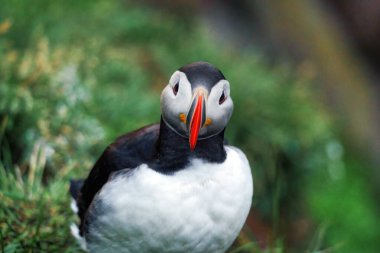 Adorable Atlantic Puffin bird or Fratercula Arctica living on the cliff of fjord by coastline in north atlantic ocean during summer at Borgarfjardarhofn, eastern of Iceland